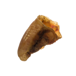 Anco Naturals Empty Hooves